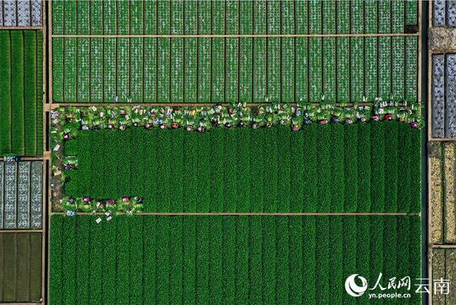 澳门沙金(中国)在线平台中老铁路助力玉溪通海蔬菜鲜销东南亚国家(图2)