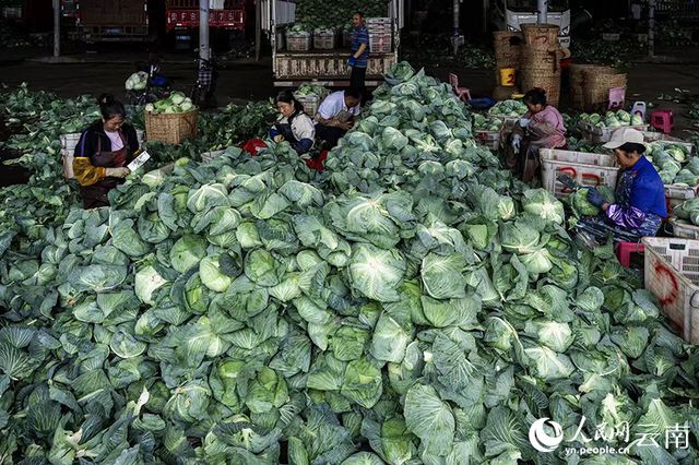 澳门沙金(中国)在线平台中老铁路助力玉溪通海蔬菜鲜销东南亚国家(图3)