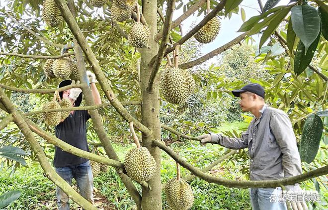 澳门沙金千吨泰国榴莲遭退回！黄澄澄表皮原来是致癌染料未来还能吃吗？(图5)