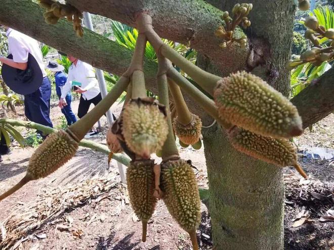 澳门沙金千吨泰国榴莲遭退回！黄澄澄表皮原来是致癌染料未来还能吃吗？(图14)