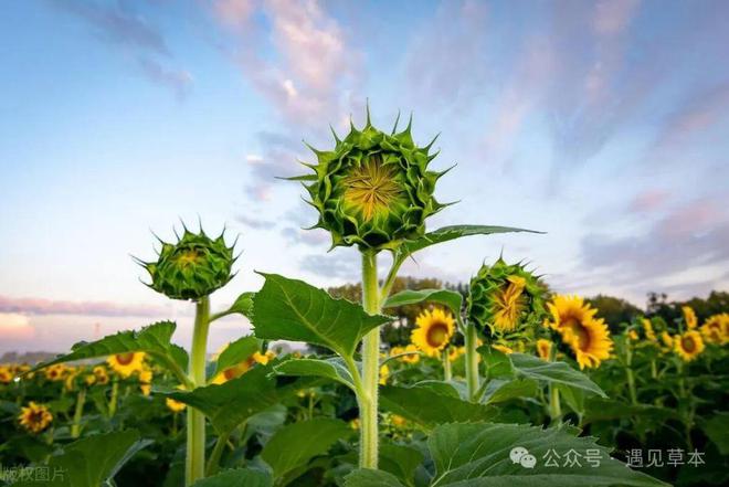 澳门沙金(中国)在线平台很多人想不到这从十大农作物都是国外引进来的老祖宗的严选(图10)