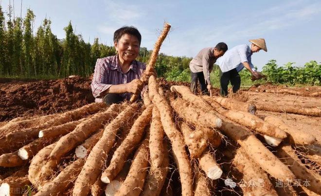 澳门沙金(中国)在线平台很多人想不到这从十大农作物都是国外引进来的老祖宗的严选(图6)