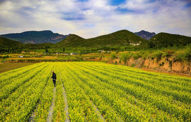 澳门沙金(中国)在线平台延庆永宁：“西菜东菇”托起现代农业格局(图1)