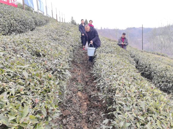 澳门沙金(中国)在线平台安康市富硒产品研发中心专家到汉阳镇指导粮油生产工作↘(图1)