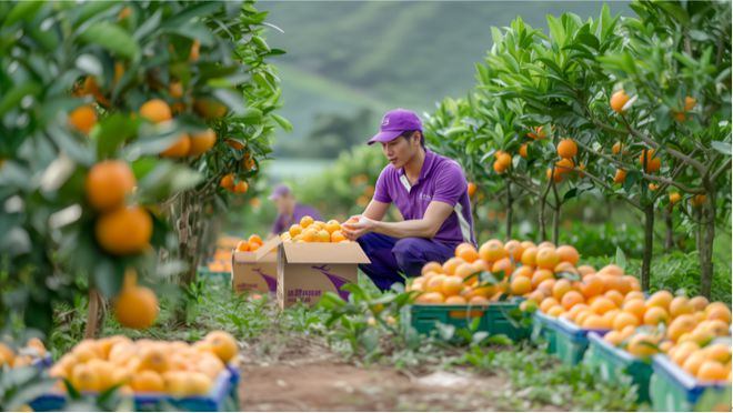 澳门沙金(中国)在线平台跨越速运当天达：蔬果批发企业的制胜法宝(图1)