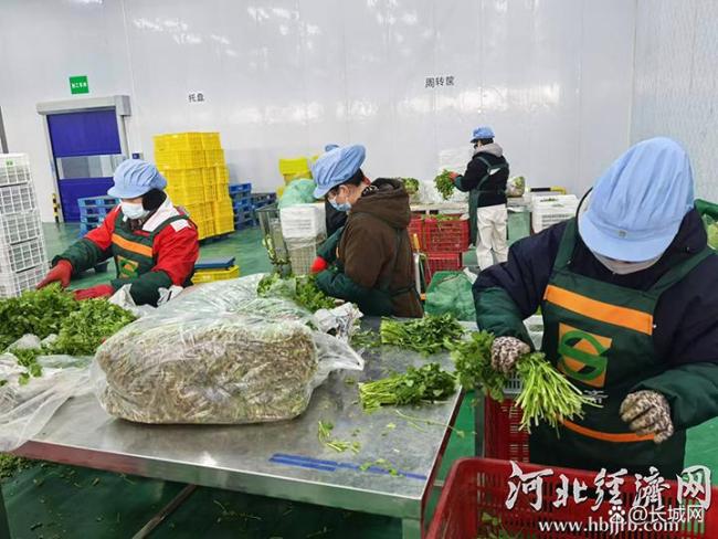 澳门沙金(中国)在线平台河北成为供京蔬菜第一大省 净菜直供提升鲜度(图1)